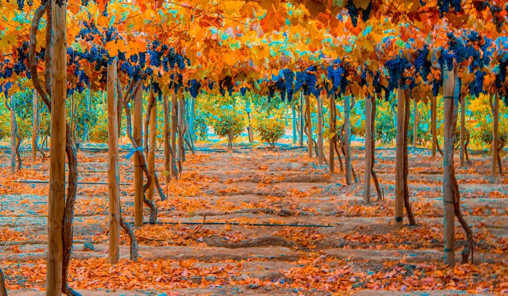 Viñedo otoñal en Hotel Santa Cruz con parras en tonos naranjos y amarillos, racimos de uva morada y suelo cubierto de hojas. Filas simétricas con postes de madera y fondo vegetal. La escena transmite ritmo estacional, estética cromática y conexión con Cava Colchagua.