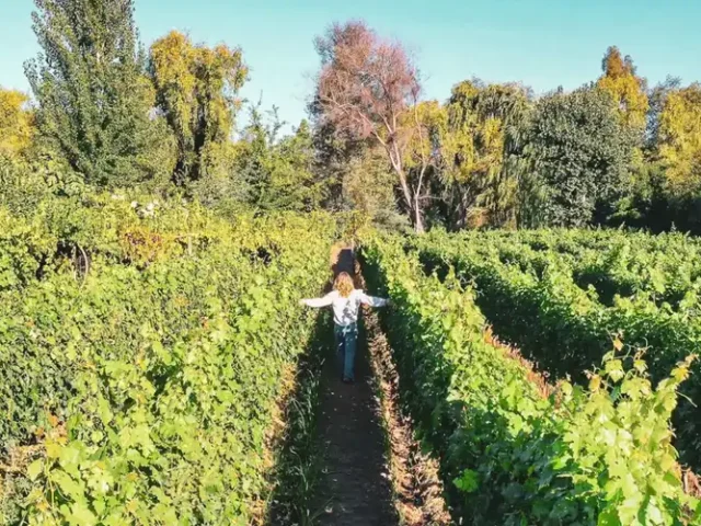 Parras de la Viña Ravanal listas para la Vendimia 2026 en Santa Cruz. Mujer camina con sus brazos extendido entremedio de las hileras.