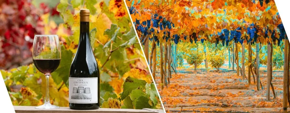 Viña Cava Colchagua con las parras y uvas en colores de otoño, junto a una botella de Carmere y un copa de vino.