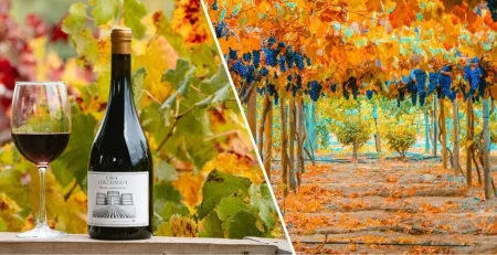Viña Cava Colchagua con las parras y uvas en colores de otoño, junto a una botella de Carmere y un copa de vino.