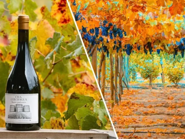 Viña Cava Colchagua con las parras y uvas en colores de otoño, junto a una botella de Carmere y un copa de vino.